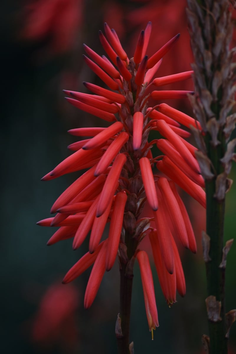 Drought-Resistant Landscaping